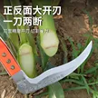 缩略图 4