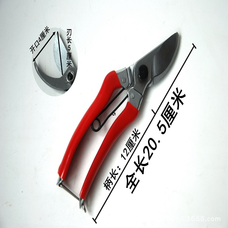 蝴蝶