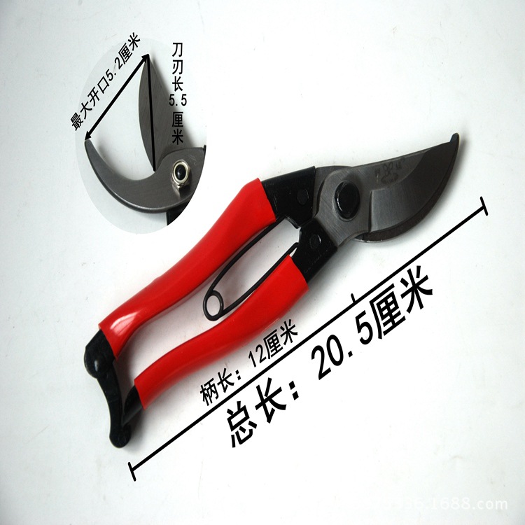 蝴蝶