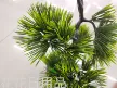 缩略图 5
