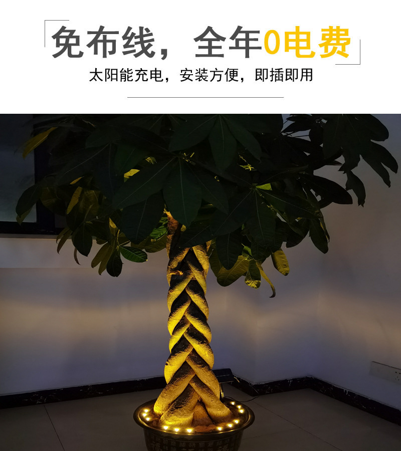 花盆6