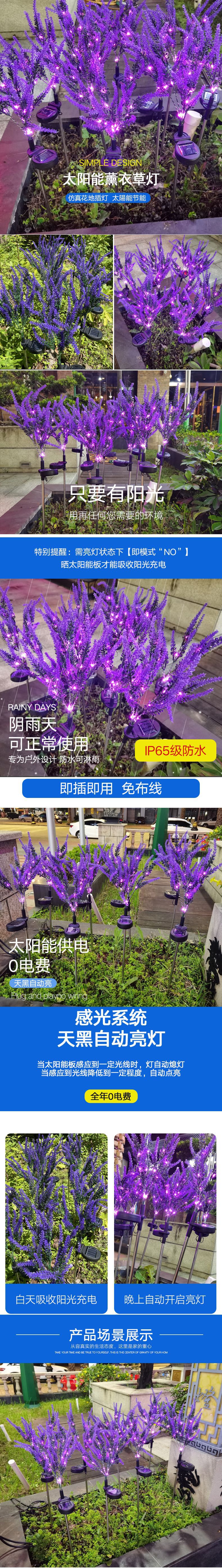 薰衣草-6
