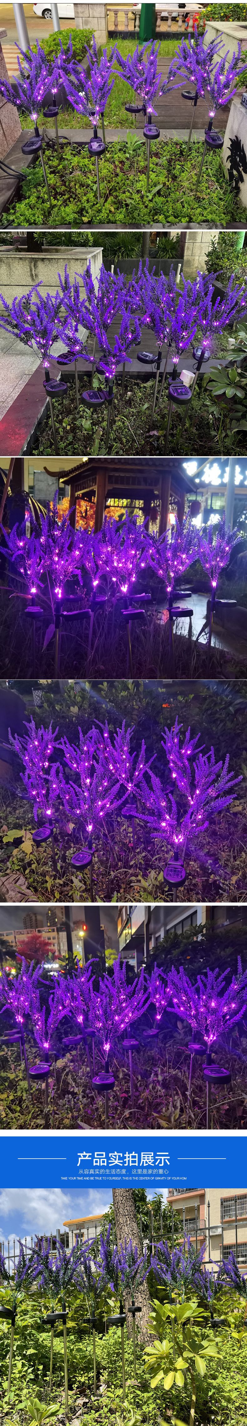 薰衣草-7