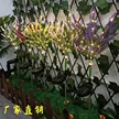 缩略图 1