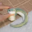 缩略图 2