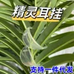 缩略图 1