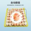缩略图 4