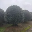 缩略图 2