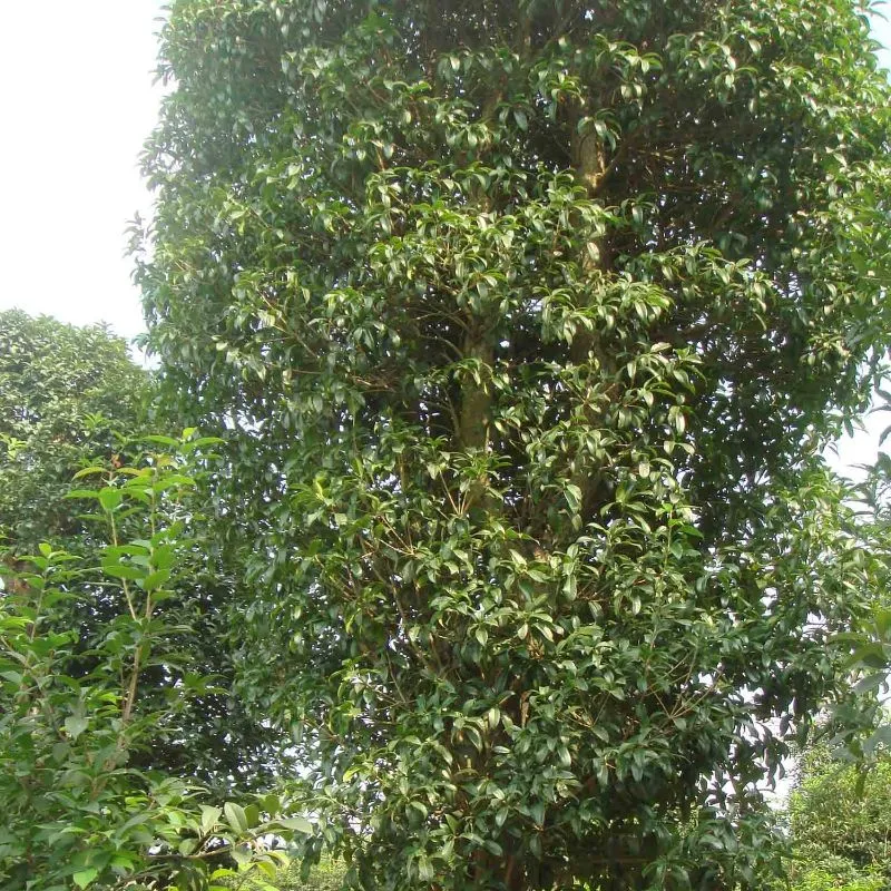 主图 1