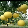 缩略图 1