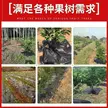 缩略图 4