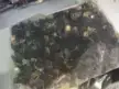 缩略图 1