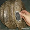缩略图 5