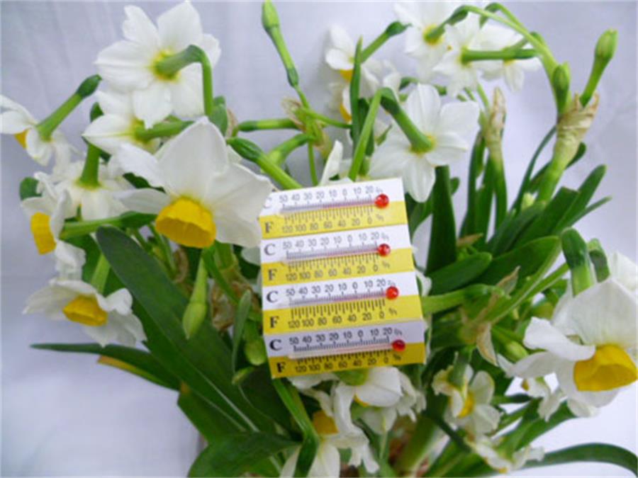 纸片小型温度计卡通温度计黄白双色小温度计3.9*1.1详情4
