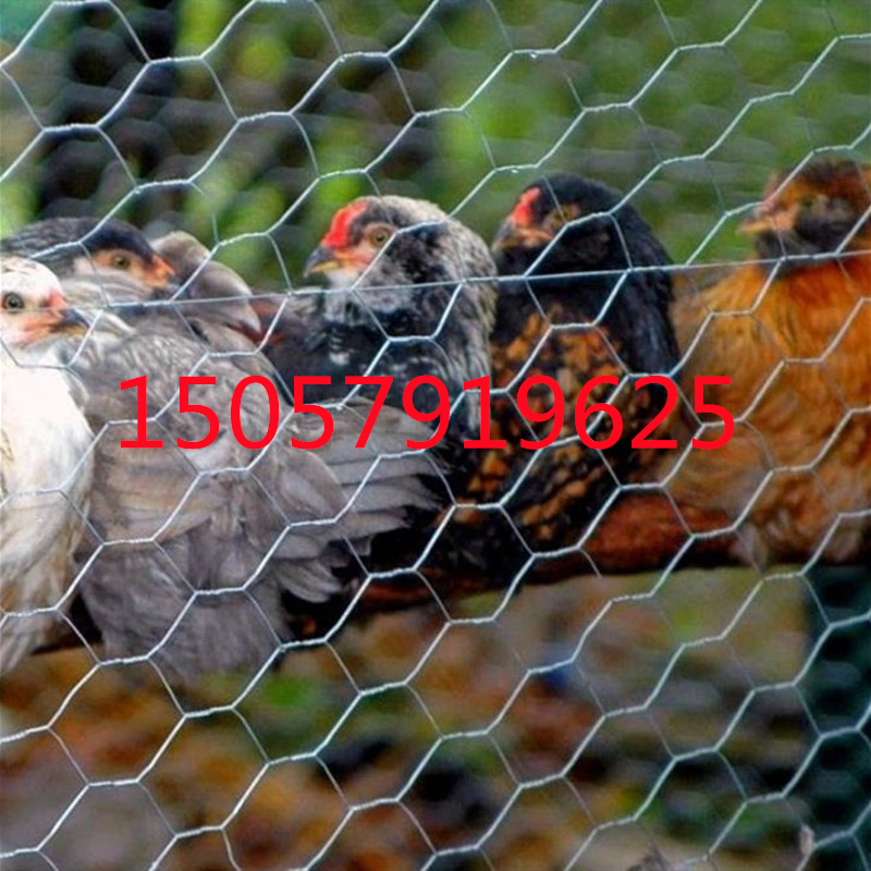 养鸡网 鸡笼网 六角网 铁丝网 chicken mesh详情11