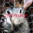 缩略图 5