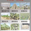 缩略图 5