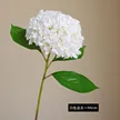 缩略图 5