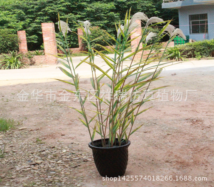 秋芦苇叶单杆叶1