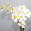 缩略图 1