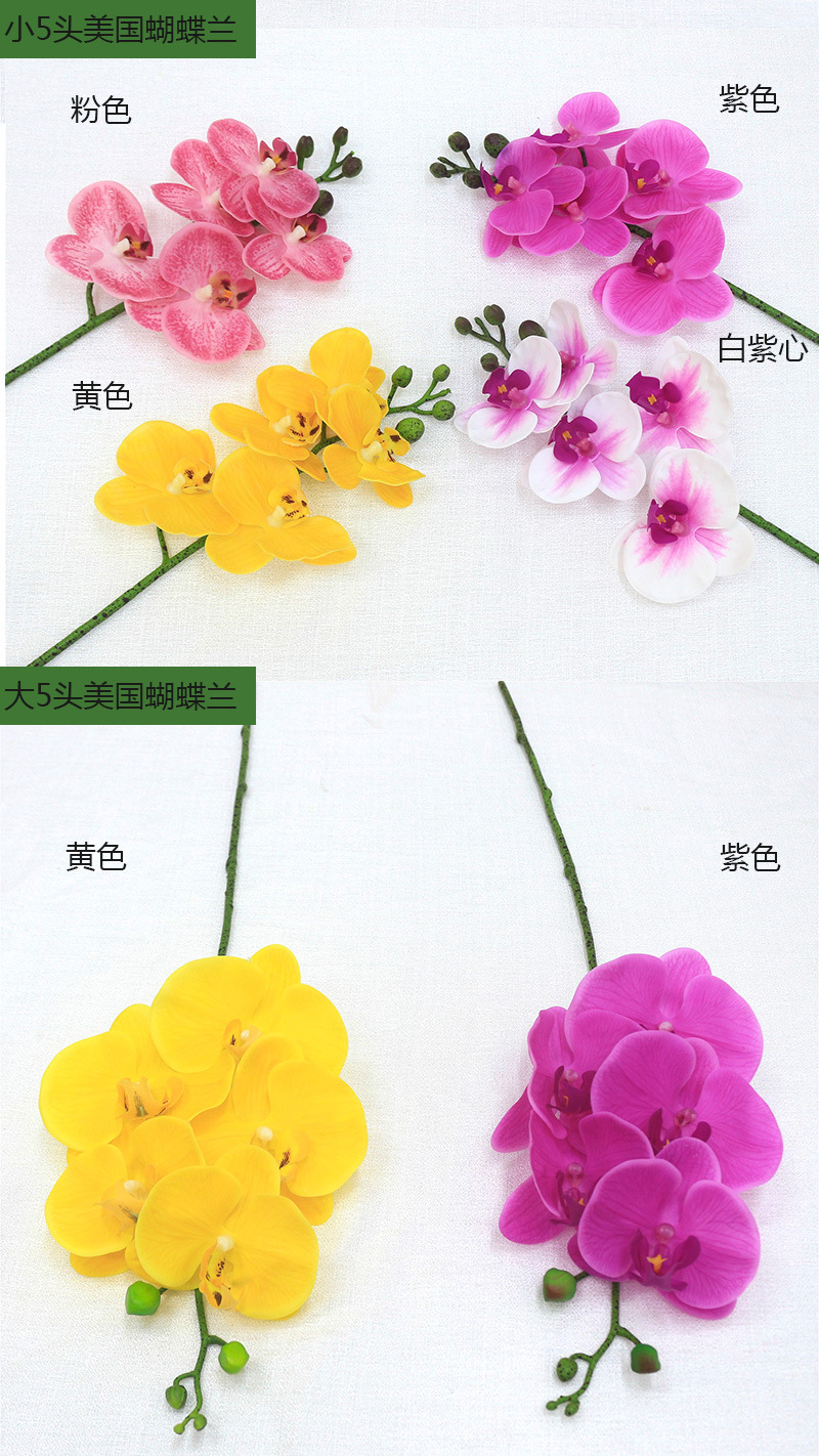 蝴蝶兰_02.jpg
