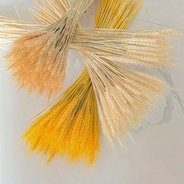 干花大麦麦穗干花开业花篮大麦装饰麦穗干花批发主图 1