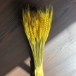干花大麦麦穗干花开业花篮大麦装饰麦穗干花批发缩略图 6