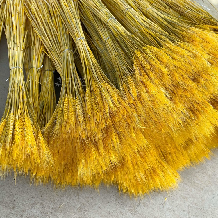 干花大麦麦穗干花开业花篮大麦装饰麦穗干花批发详情图20