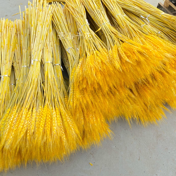 干花大麦麦穗干花开业花篮大麦装饰麦穗干花批发详情图9