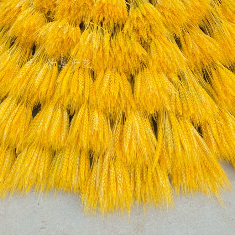 干花大麦麦穗干花开业花篮大麦装饰麦穗干花批发详情图18