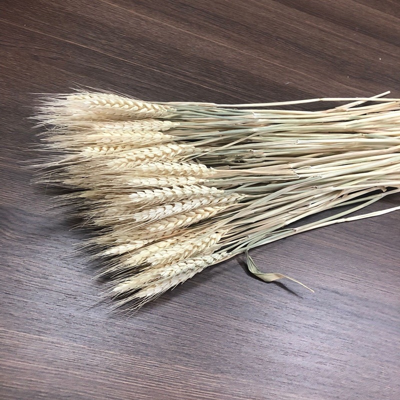 干花大麦麦穗干花开业花篮大麦装饰麦穗干花批发详情图21