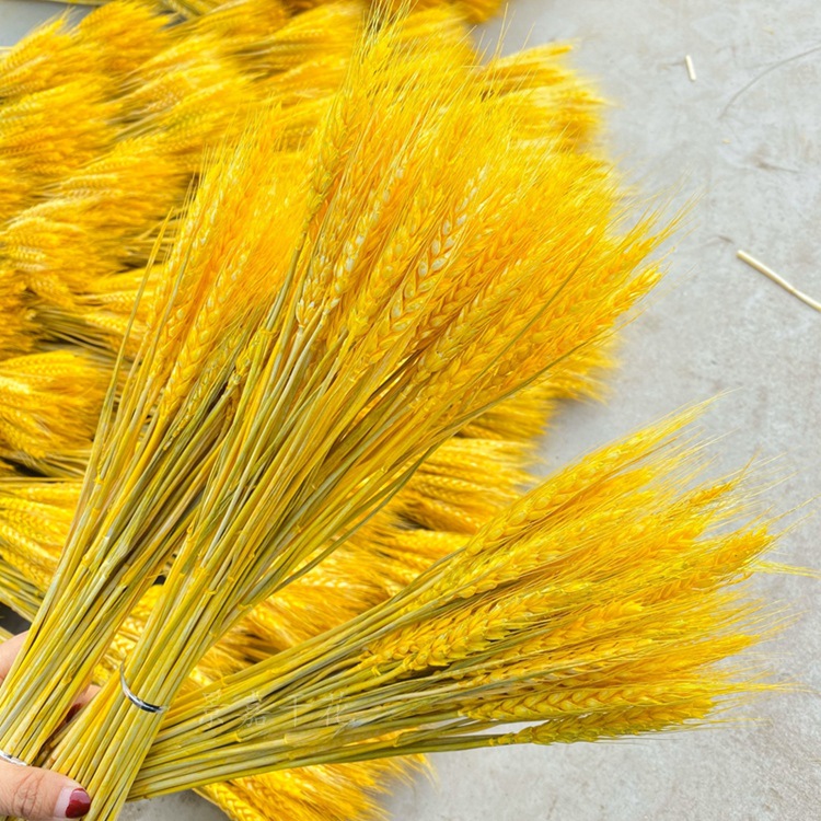 干花大麦麦穗干花开业花篮大麦装饰麦穗干花批发详情图1