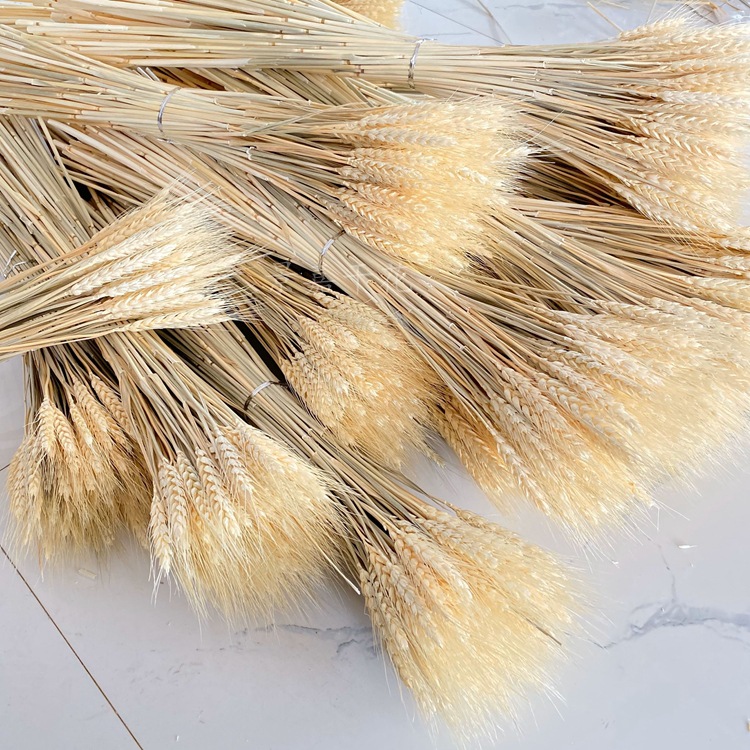干花大麦麦穗干花开业花篮大麦装饰麦穗干花批发详情图8