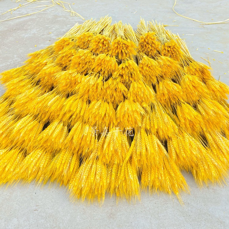 干花大麦麦穗干花开业花篮大麦装饰麦穗干花批发详情图12