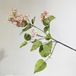 缩略图 5