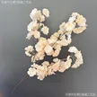缩略图 6