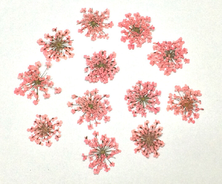 粉色雪珠花
