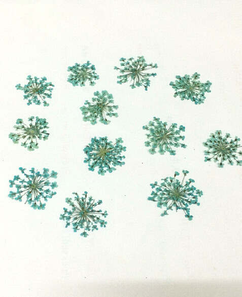天蓝雪珠花