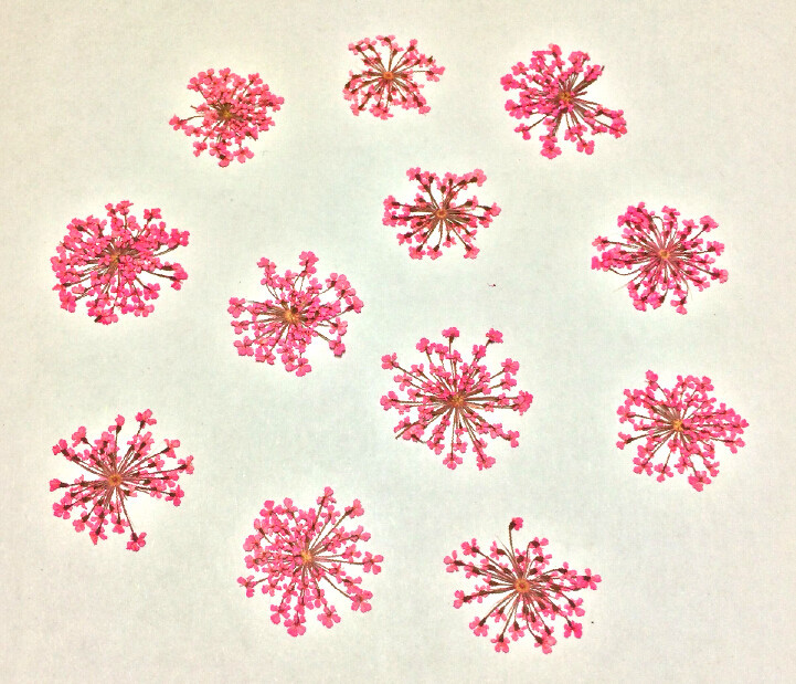 玫红雪珠花