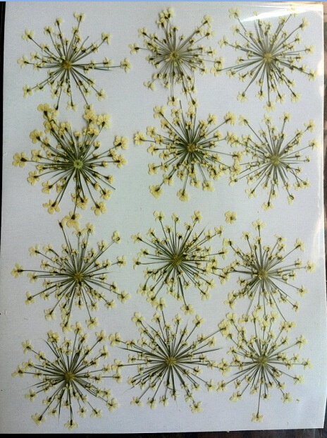 Laceflower White