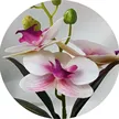 缩略图 4