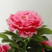 缩略图 6