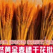缩略图 5