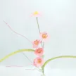 缩略图 9