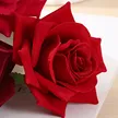 缩略图 8