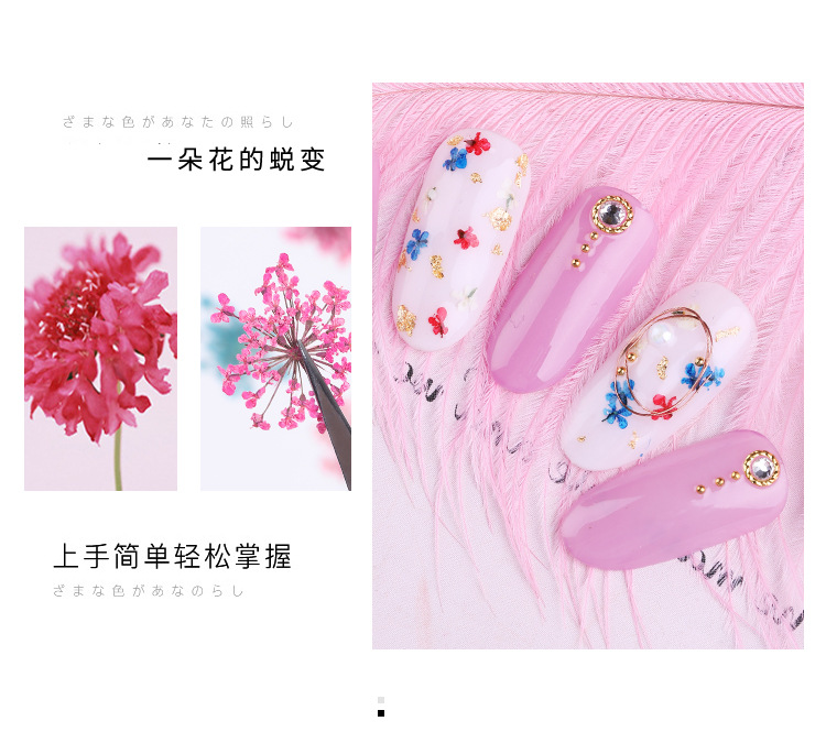 美甲干花 蕾丝干花 水仙花