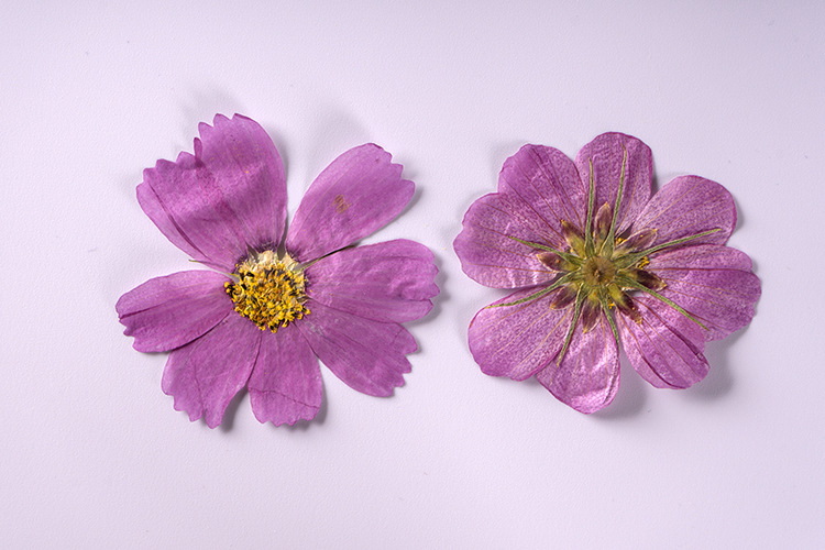 DSC01200.jpg