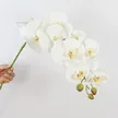 缩略图 5