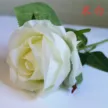 缩略图 5