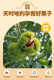 栗乡故事 油栗仁 150g 好栗多来 粉糯香甜缩略图 6